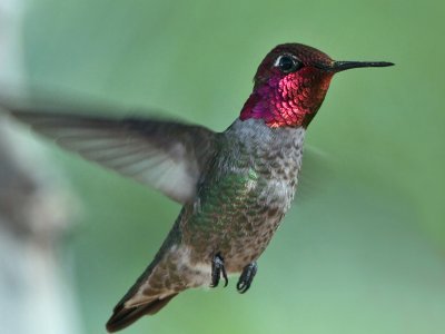 IMG_0314a Anna's Hummingbird male.jpg