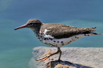 IMG_1696a Spotted Sandpiper.jpg
