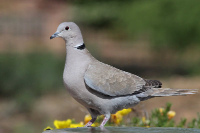 IMG_0996 Eurasian Collared Dove.jpg