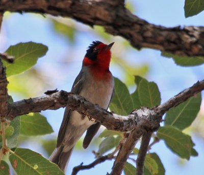 IMG_2431a Red-faced Warbler.jpg