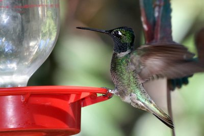 IMG_4227 Magnificent Hummingbird male.jpg