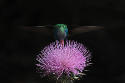 IMG_1266Bb Broad-billed Hummingbird male.jpg