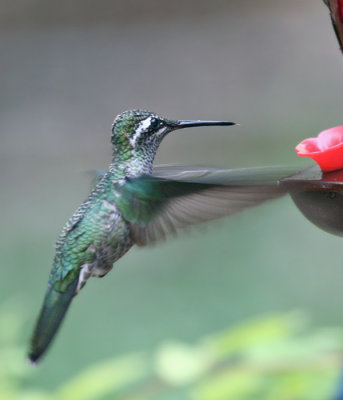 IMG_9224 Magnificent Hummingbird.jpg