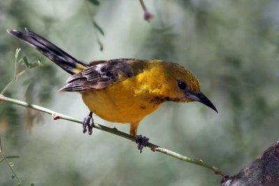 IMG_9847 Hooded Oriole young male.jpg