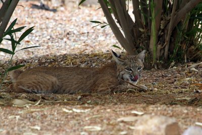 IMG_6306a Bobcat.jpg