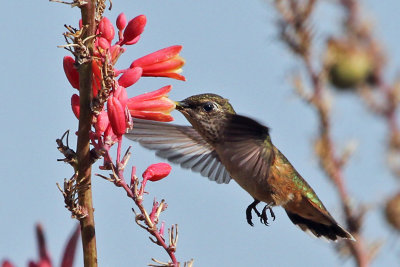 IMG_0935 Rufous Hummingbird female.jpg
