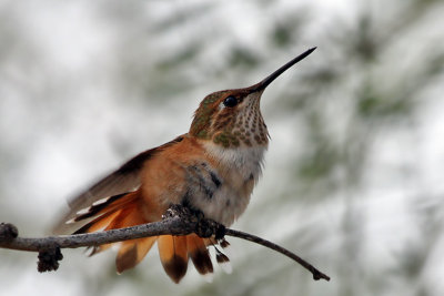 IMG_1364 Rufous Hummingbird female.jpg