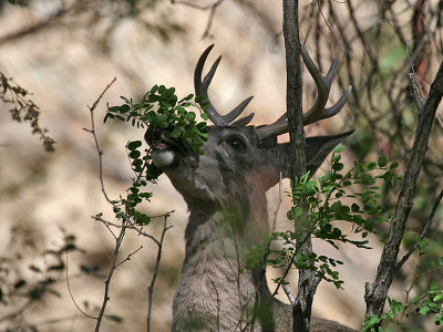 IMG_5705 Deer.jpg