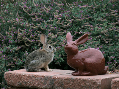 IMG_4250 Two Bunnies.jpg