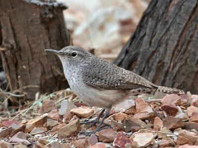 IMG_7857 Rock Wren.jpg