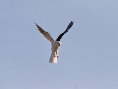 IMG_8186 White-tailed Kite.jpg