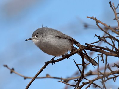 IMG_8114 Black-capped Gnatcatcher.jpg