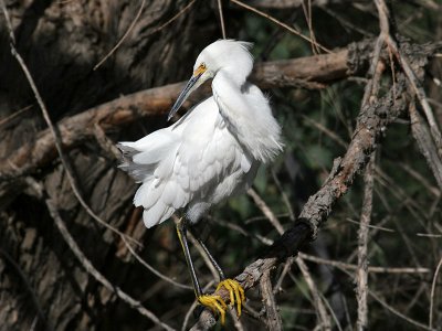 IMG_8562 Snowy Egret.jpg