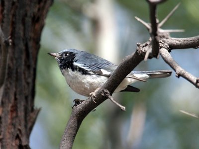 IMG_9564 Black-throated Blue Warbler.jpg