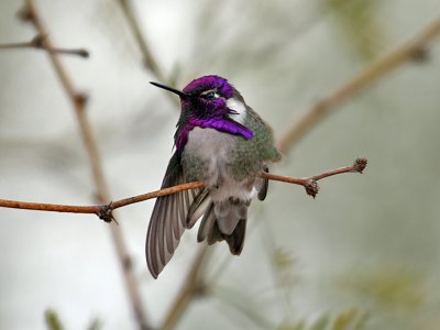IMG_0046 Costa's Hummingbird.jpg
