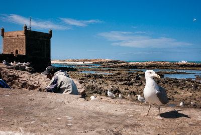 31-Morocco2©ALBERT_ENGELN.jpg