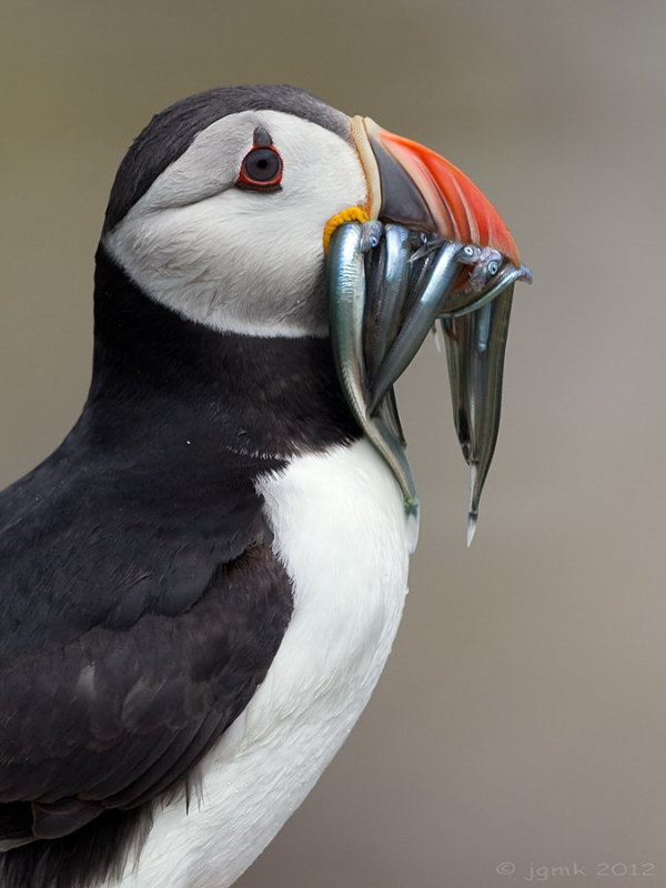 Papegaaiduiker/Puffin