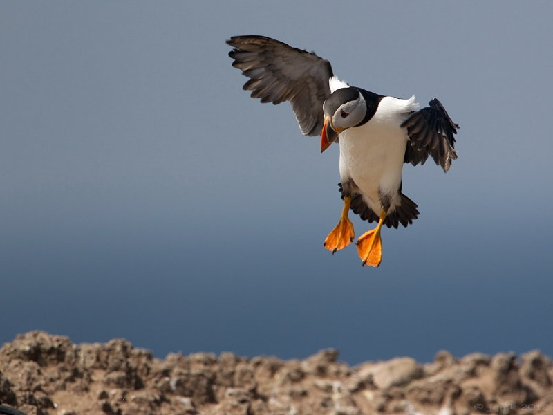 Papegaaiduiker/Puffin