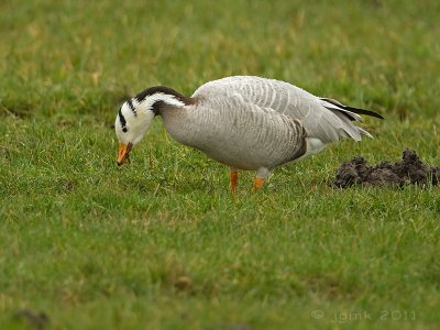 Indische gans/Bar-Headed Goose