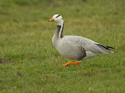 Indische gans/Bar-Headed Goose