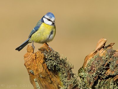 Pimpelmees/Blue tit