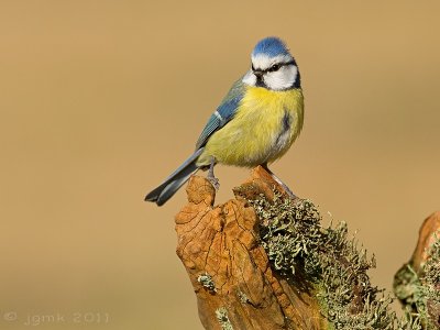 Pimpelmees/Blue tit