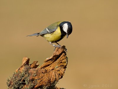 Koolmees/Great tit