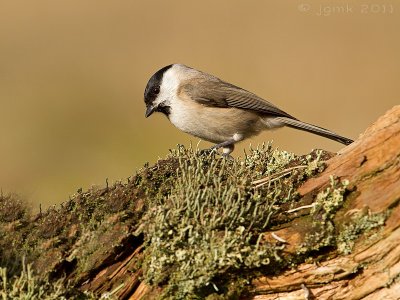 Glanskop/Marsh tit