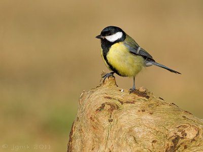 Koolmees/Great tit