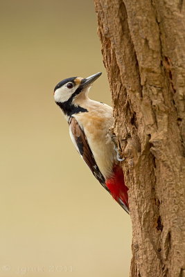 Grote bonte specht/Great spotted woodpecker