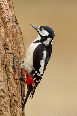 Grote bonte specht/Great spotted woodpecker