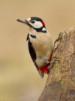 Grote bonte specht/Great spotted woodpecker
