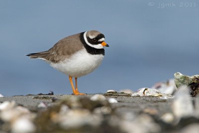 Bontbekplevier/Ringed plover