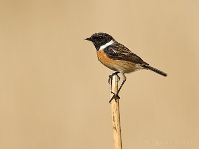 Roodborsttapuit/Stonechat