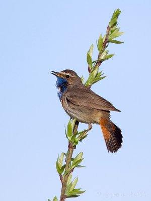 Blauwborst/Bluethroat
