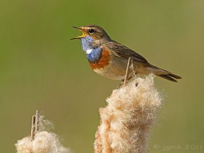 Blauwborst/Bluethroat