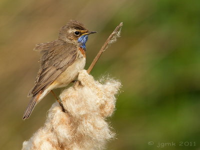 Blauwborst/Bluethroat