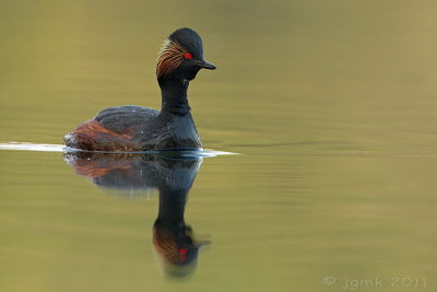Geoorde fuut/Black-necked grebe