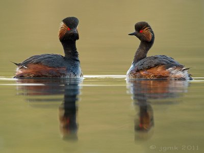 Geoorde fuut/Black-necked grebe