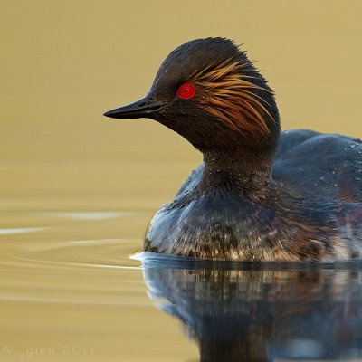 Geoorde fuut/Black-necked grebe
