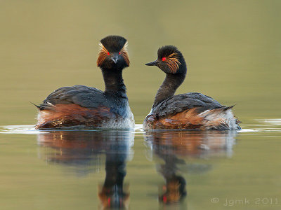 Geoorde fuut/Black-necked grebe