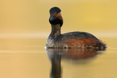 Geoorde fuut/Black-necked grebe