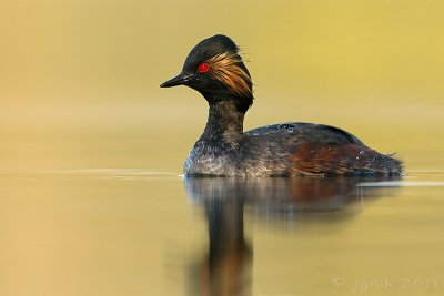 Geoorde fuut/Black-necked grebe