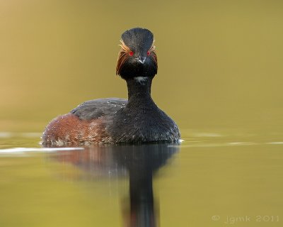 Geoorde fuut/Black-necked grebe