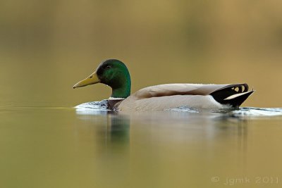 Wilde eend/Mallard