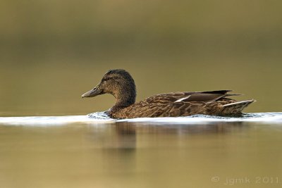 Wilde eend/Mallard