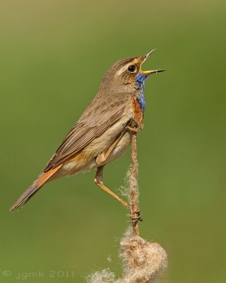 Blauwborst/Bluethroat