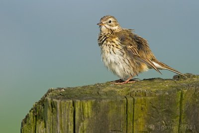 Graspieper/Meadow pipit