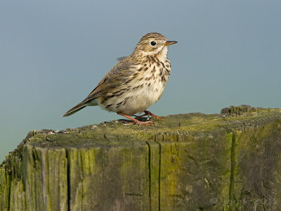 Graspieper/Meadow pipit