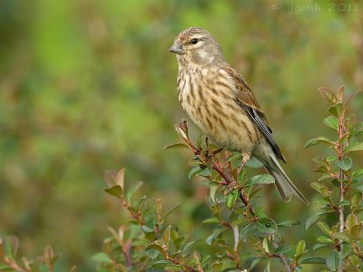 Kneu/Linnet